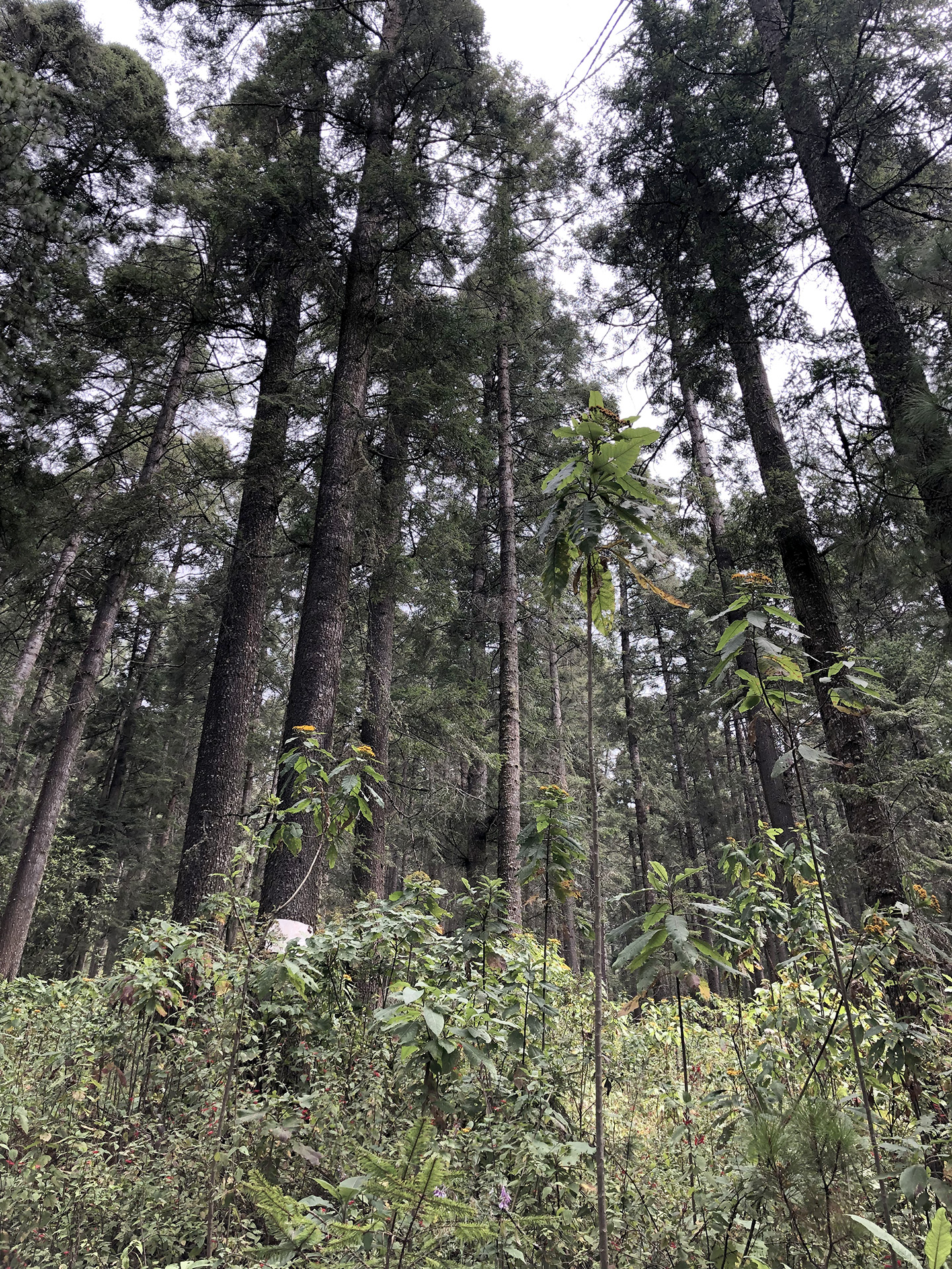 El Rosario's forest