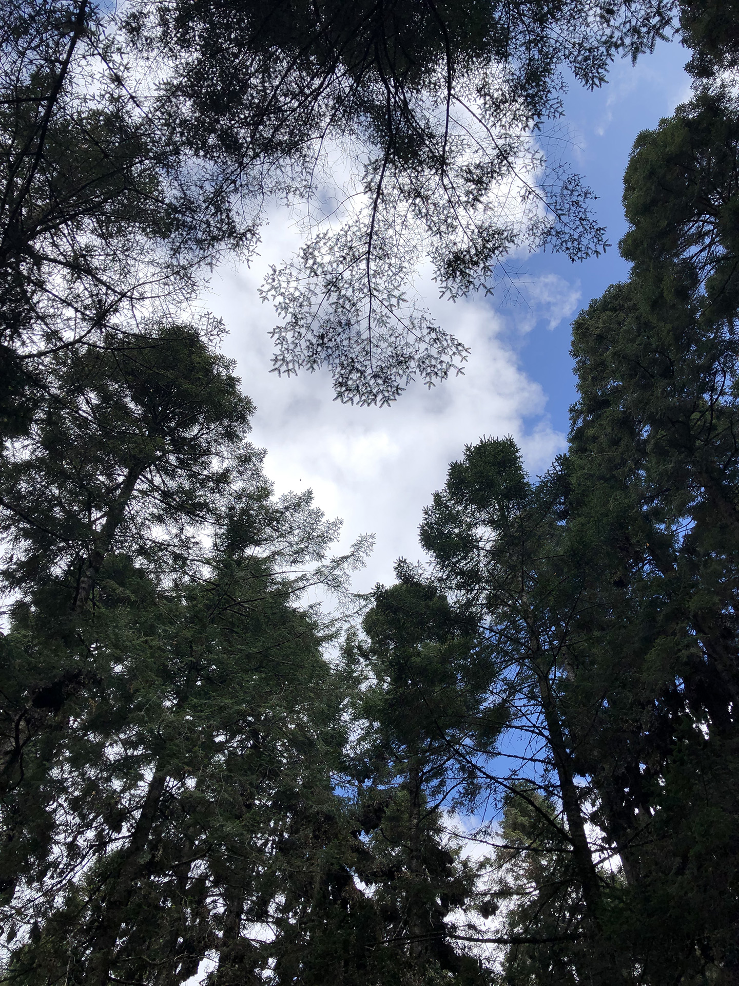 El Rosario treetops