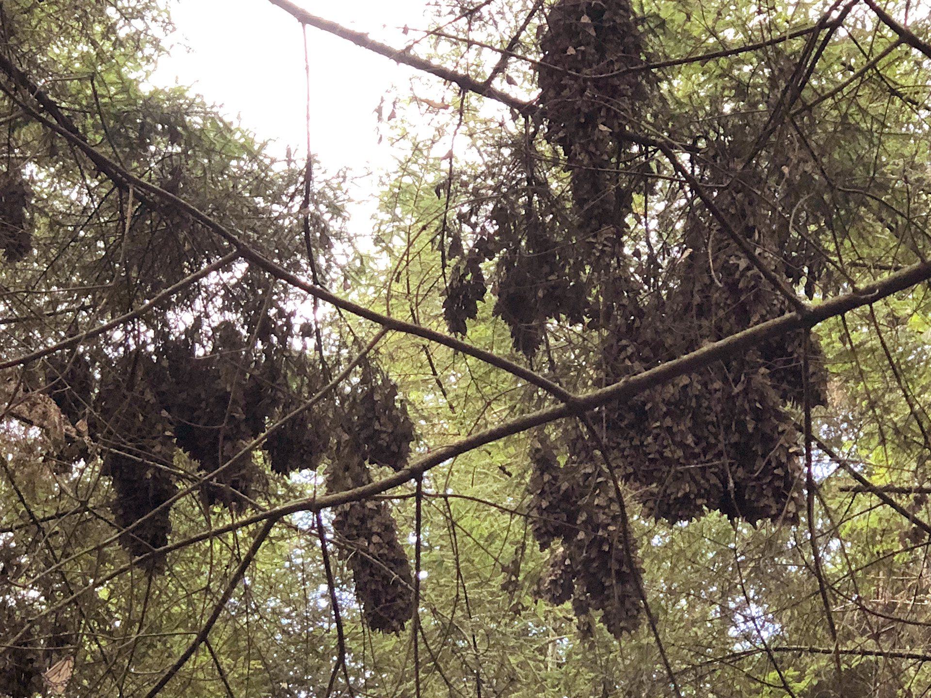 Clusters of Monarchs in El Rosario