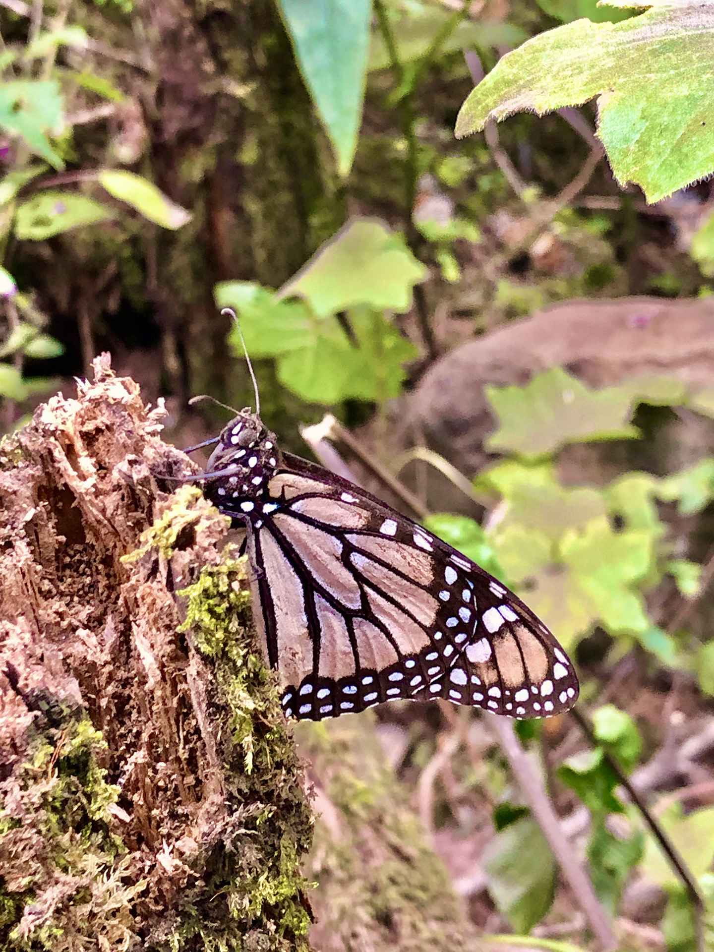 Monarch resting on a tree stump