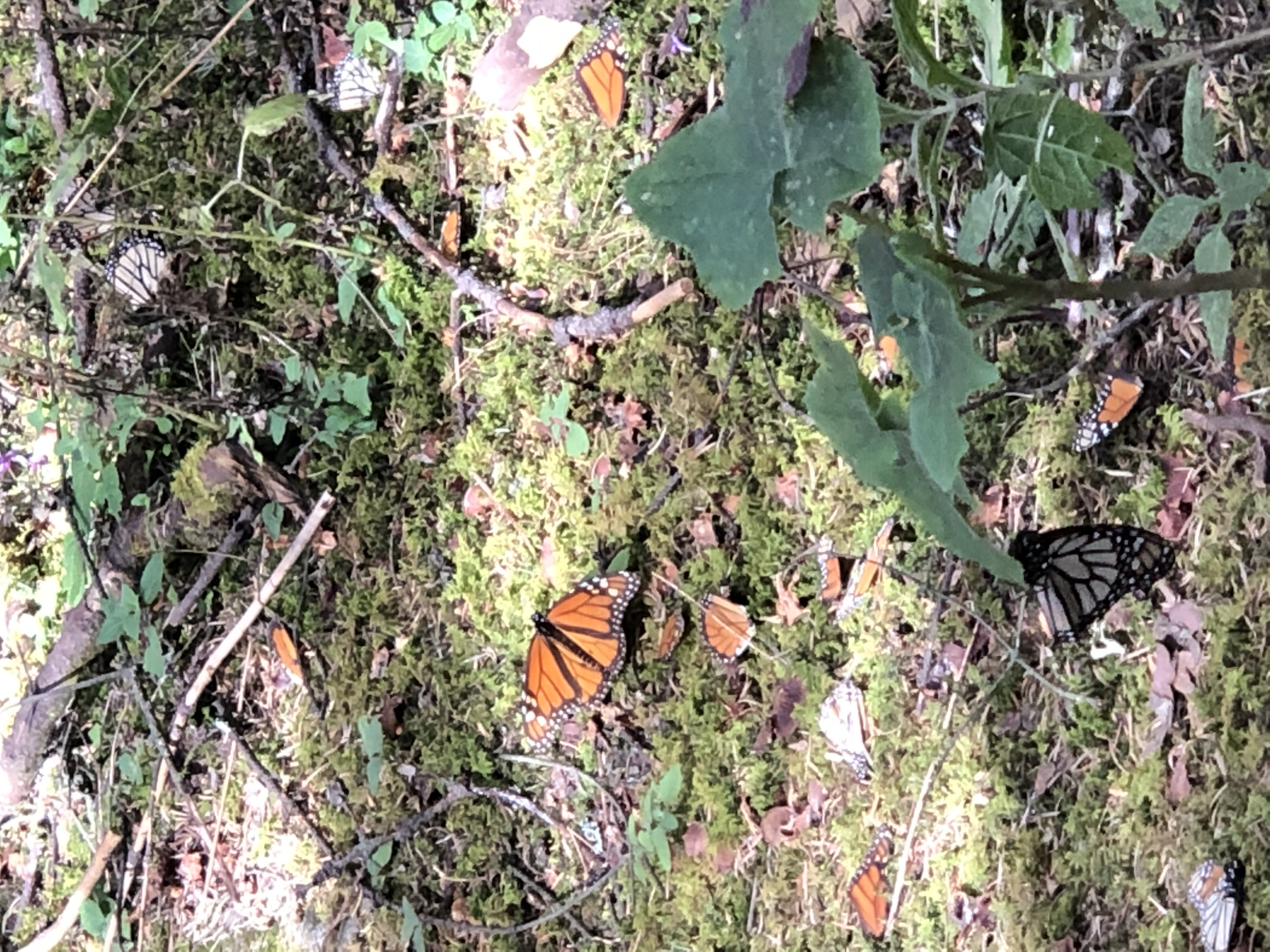 Monarchs on the forest floor