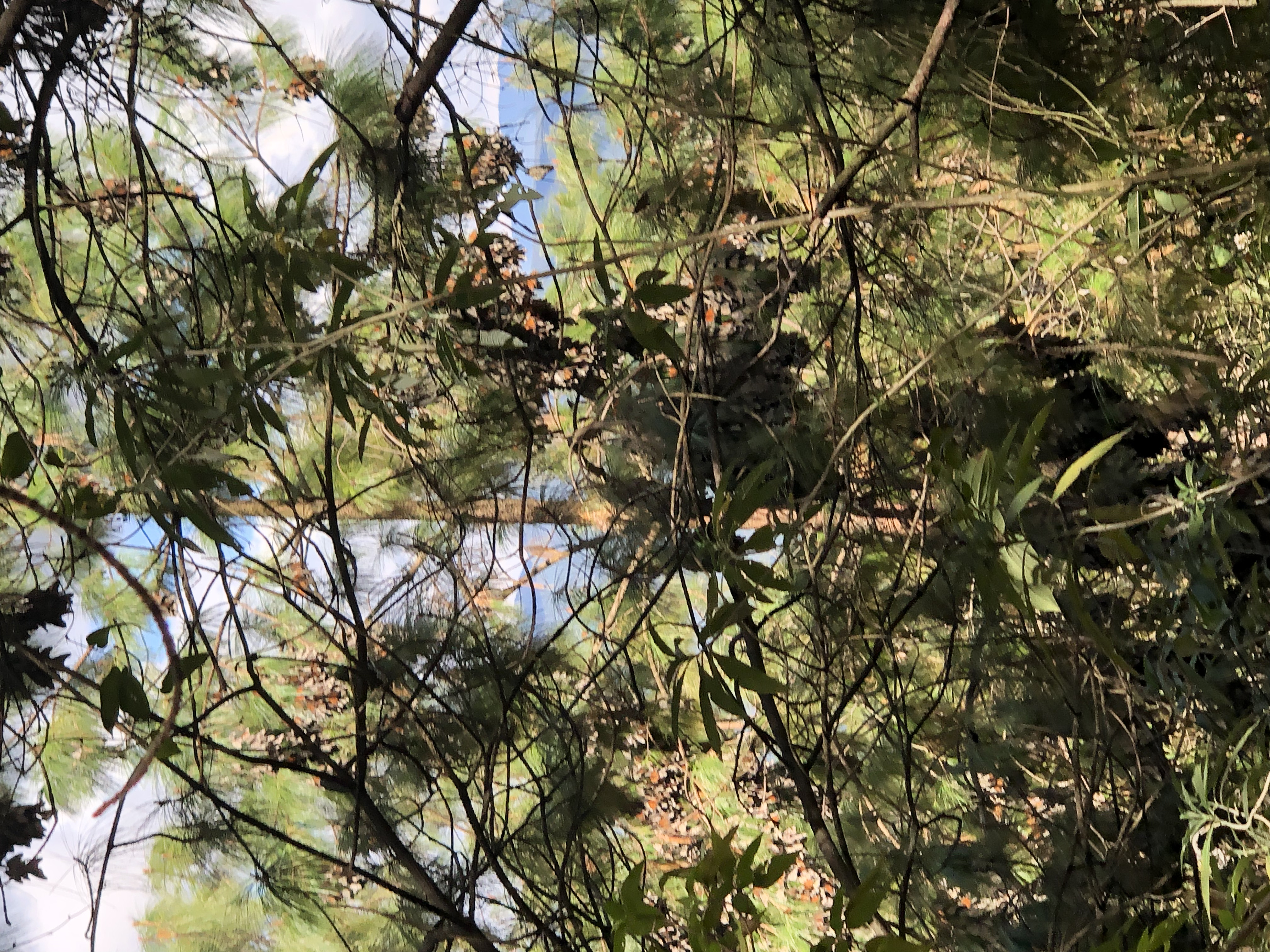 Monarch Clusters in Cerro Pelón