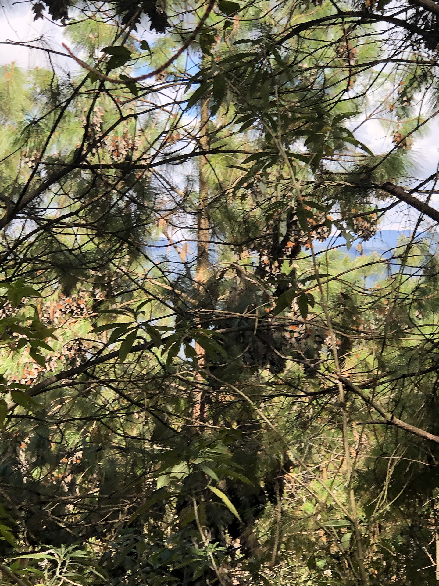 Cerro Pelón Monarchs in the sun