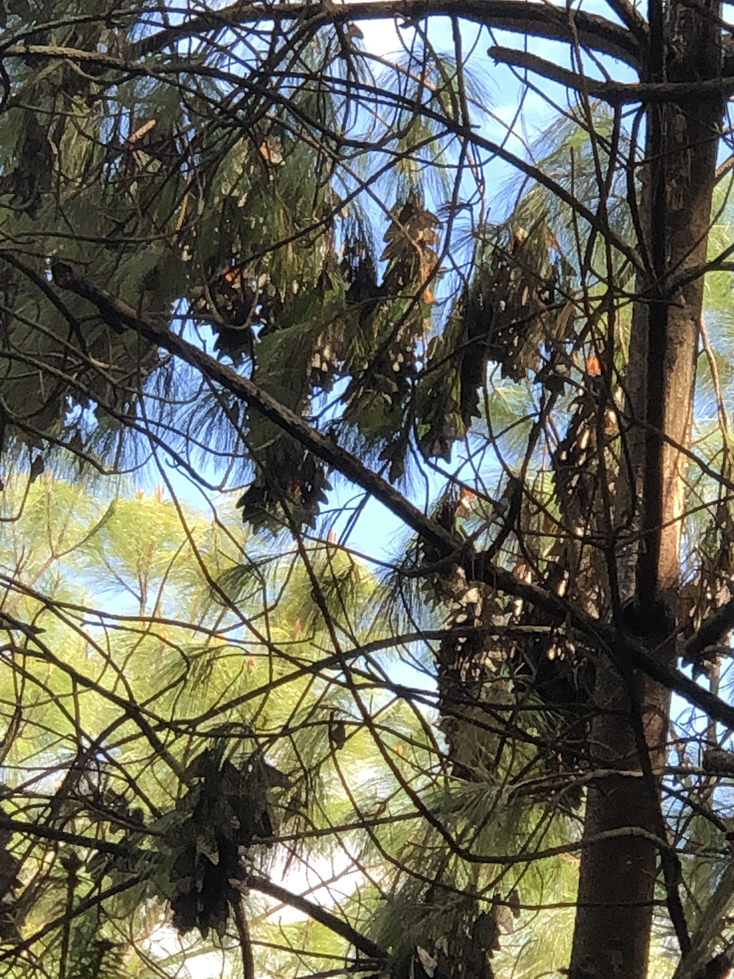 Closer to the Monarch Clusters